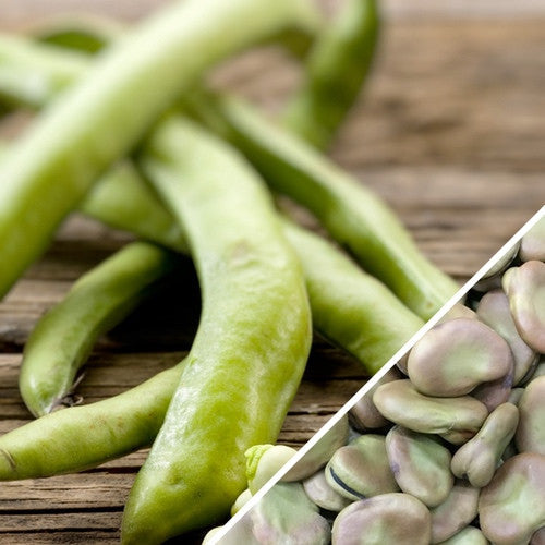 Fava bean plants with broad Windsor seeds, showing healthy green bean pods and foliage, grown from SeedsNow Fava bean seeds.
