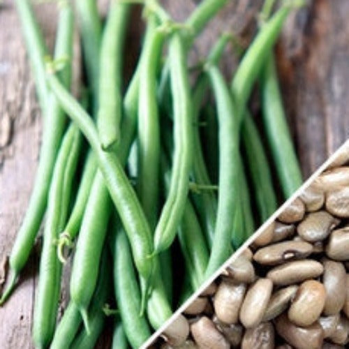 Kentucky Wonder Brown seeds with fresh green pole bean pods