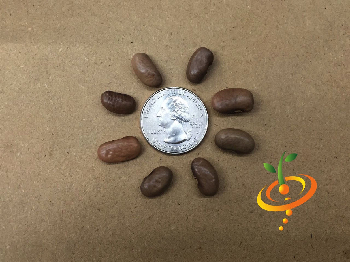 Kentucky Wonder Brown seed beans arranged around a US quarter for size comparison on a brown background