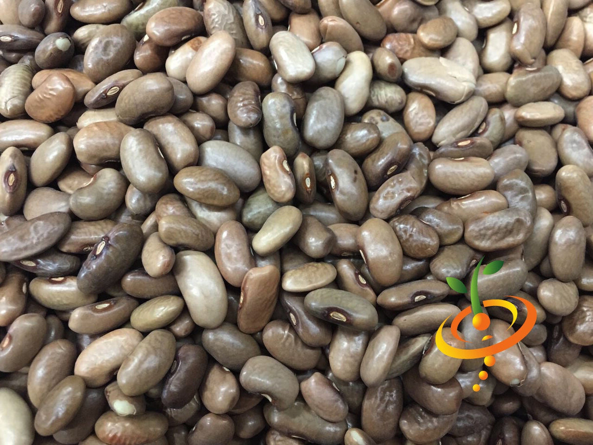 Close-up of Kentucky Wonder Brown pole bean seeds in various shades of brown