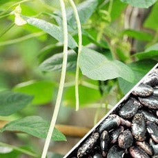 Runner bean plant with green pods, cultivated from Prizewinner seeds by SeedsNow, growing on a garden trellis.
