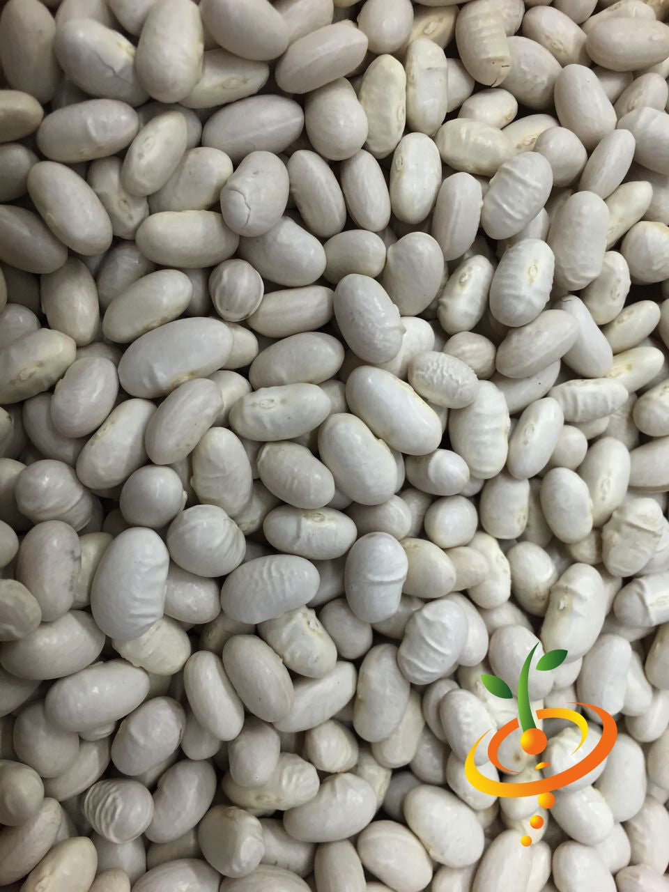 Close-up of Romano Pole Bean seeds showing smooth, white beans for planting