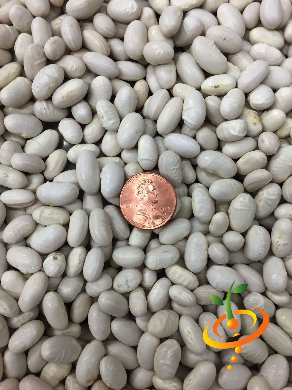 Close-up of Romano Pole Bean seeds with a penny for size comparison