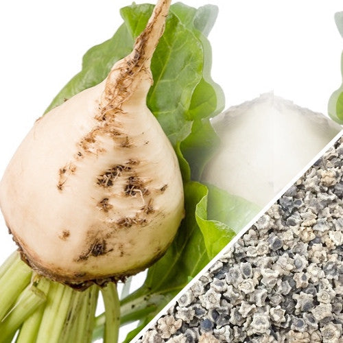White Detroit beet with green leaves and close-up of beet seeds