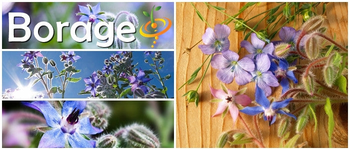 Borage (Starflower) seeds by SeedsNow, showing vibrant green borage plant leaves and star-shaped blue flowers.