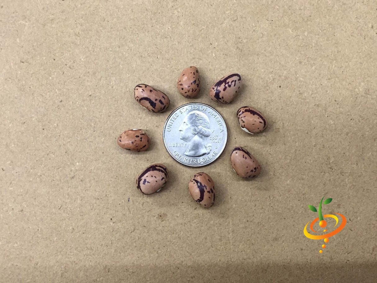 Bush Borlotti bean seeds by SeedsNow, showing small, reddish-brown seeds with speckled pattern in a close-up view.