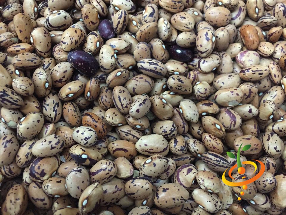 Bush Borlotti beans seeds from SeedsNow, showing fresh, dried Borlotti bean seeds in a natural setting.