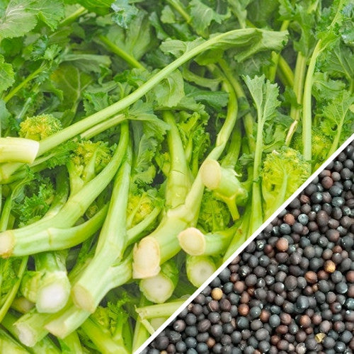 SeedsNow broccoli and rapini (raab) seeds in small packets, ready for planting in vegetable gardens.