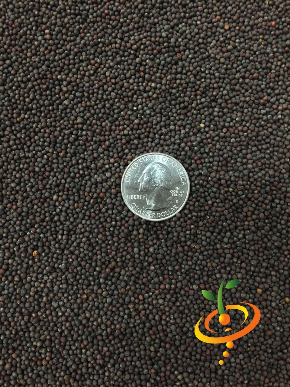 Close-up of small Red Acre cabbage seeds surrounding a US quarter for size comparison