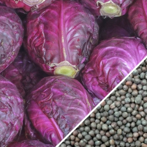 Close-up image of Red Acre cabbage heads and brown cabbage seeds