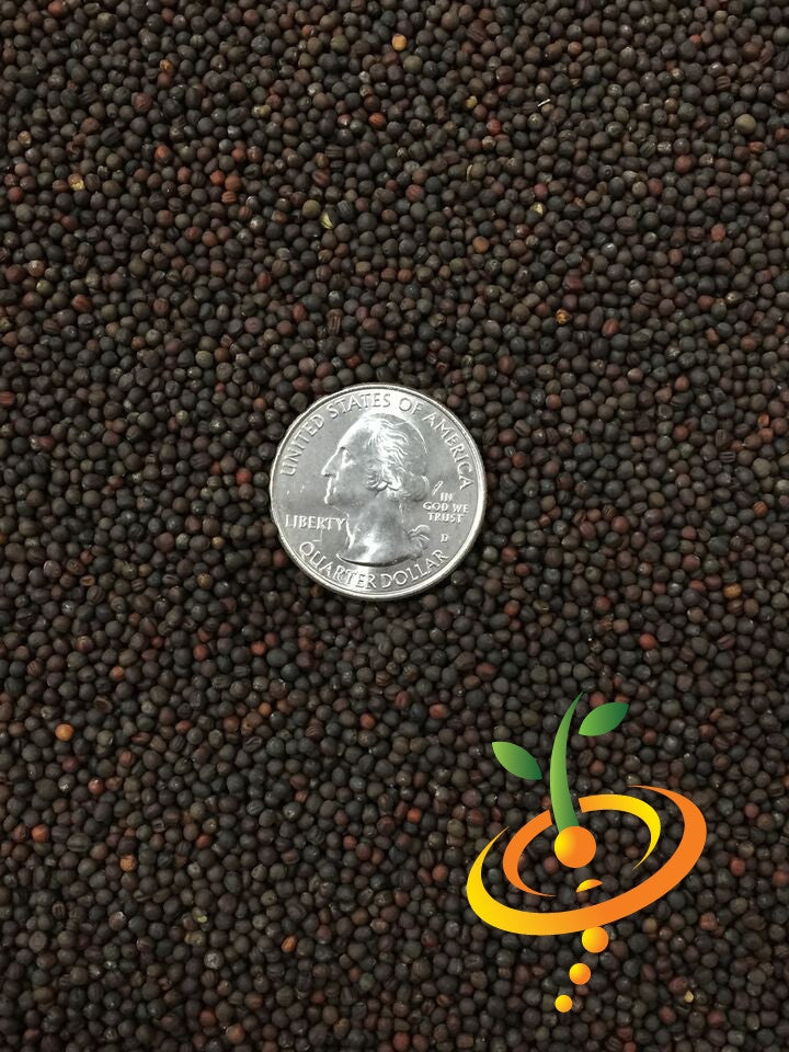 All Season cabbage seeds with a US quarter for size comparison
