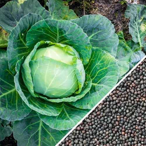 All season cabbage seeds with fresh green cabbage head and seeds close-up for year-round planting