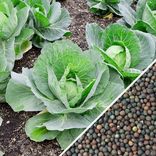 Fresh Copenhagen cabbage grown from SeedsNow seeds, showing green leaves and compact head in a garden setting.