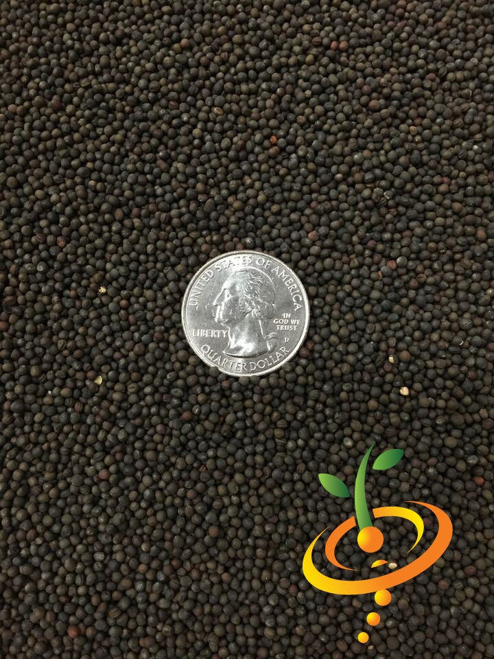 Close-up of Danish Ballhead cabbage seeds with a US quarter for size reference