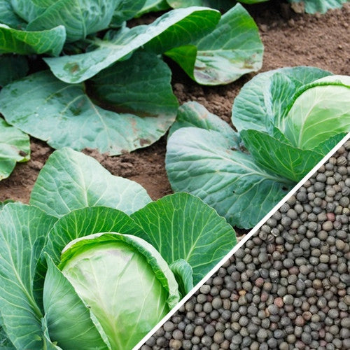 Danish Ballhead cabbage growing in garden bed with close-up of seeds