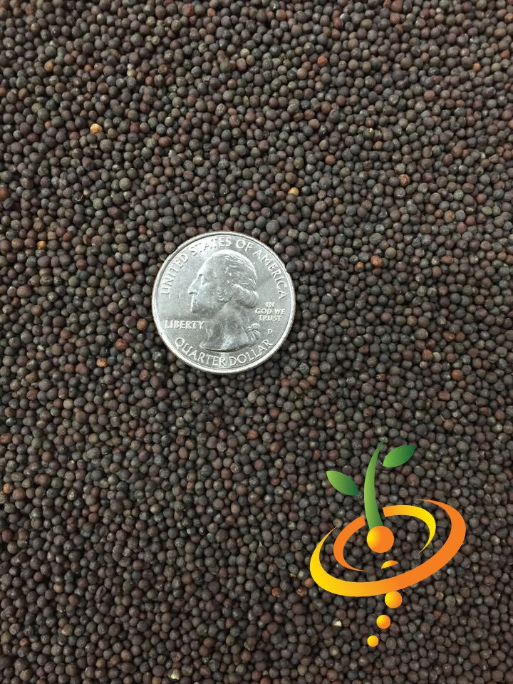Close-up of Cabbage Mammoth Red Rock seeds with a US quarter for size comparison