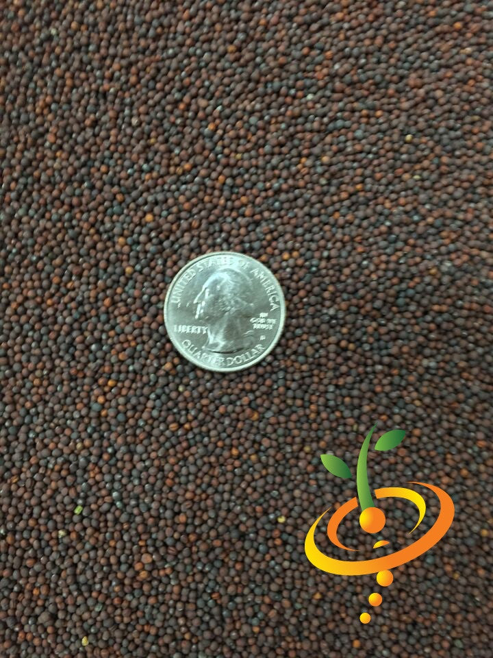 Close-up of Michihili cabbage seeds with a US quarter for size comparison