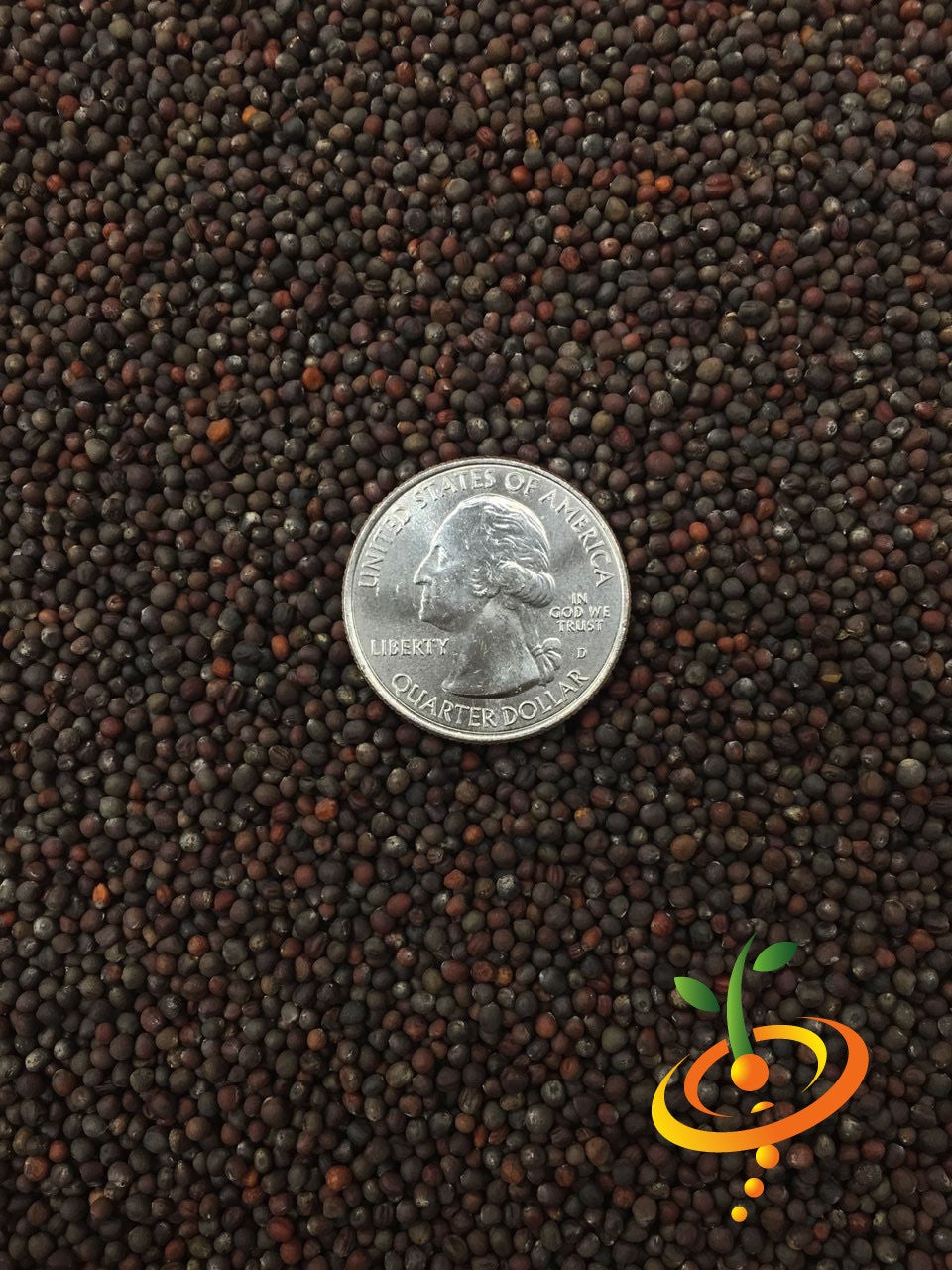 Close-up of small Savoy Perfection cabbage seeds with a US quarter for scale