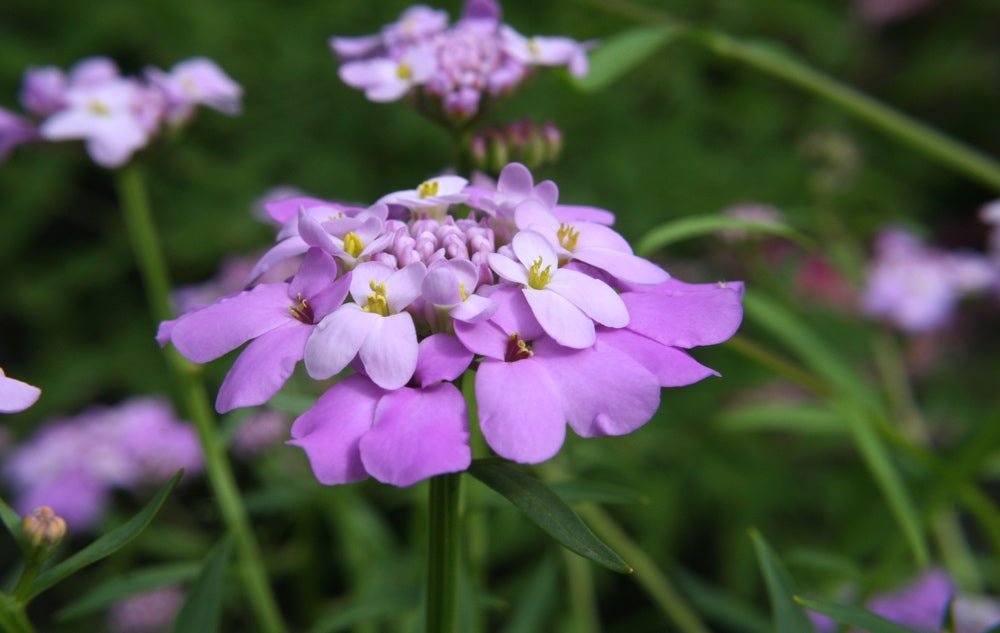 Close-up of Fairy Dwarf Mix Candytuft flower seeds showing colorful, tiny blooms ready for planting in a garden bed.