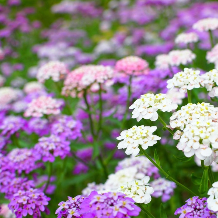 Dwarf Fairy Candytuft flower seeds from SeedsNow-Flowers, showing vibrant white and purple blooms on seed packets.