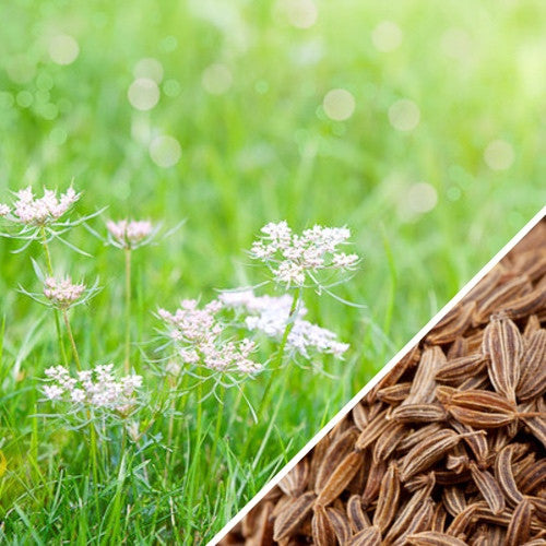 Fresh Caraway seeds from SeedsNow, showing small, brown crescent-shaped spice seeds on a white background.