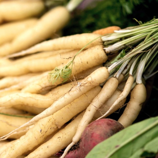 Lunar White carrot seeds showing 12-inch long white carrots with smooth skin and vibrant color, ideal for home gardening.