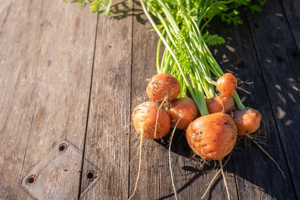 Fresh Paris Market carrot seeds by SeedsNow, 2-inch round carrots, shown in a clear bag with seed details.