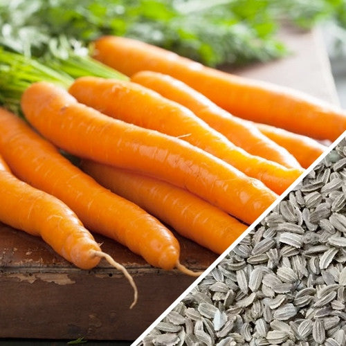 Organic Kuroda carrot seeds from SeedsNow, showing 8-inch long carrot seed packets with vibrant packaging and branding.