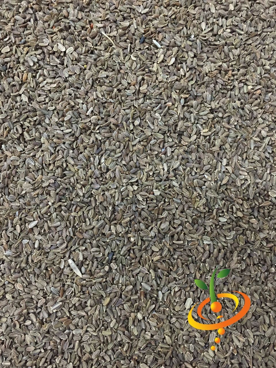 Close-up of Carrot Tendersweet seeds densely spread out