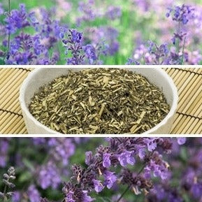 Fresh Catmint seeds from SeedsNow, showing small green seed packets and close-up of catmint plant leaves.