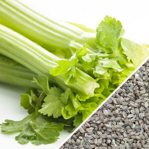 Tendercrisp celery stalks with fresh green leaves and close-up of celery seeds