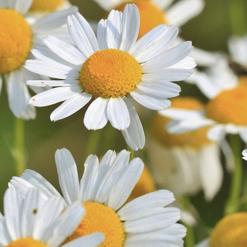 Roman chamomile flower seeds from SeedsNow, showing fresh seeds for planting Roman chamomile in gardens or containers.