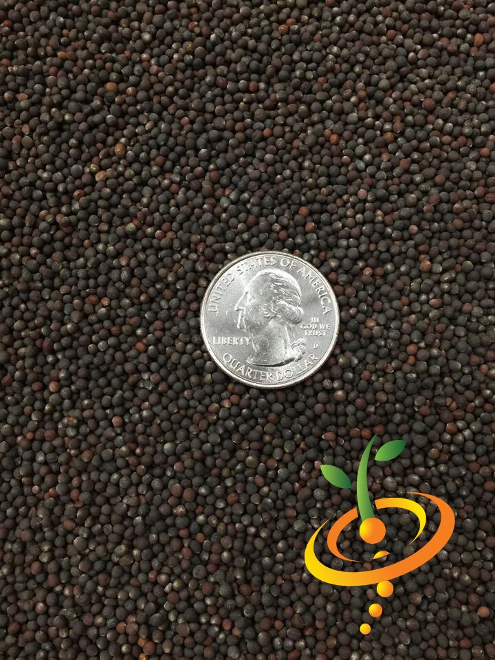 Close-up of Cabbage Charleston Wakefield seeds with a U.S. quarter for scale