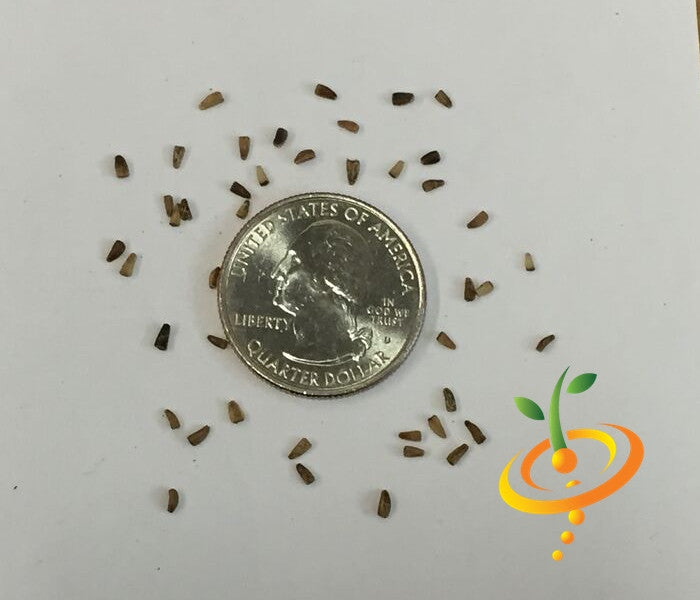 Chicory Verona red seeds scattered around a US quarter for size comparison