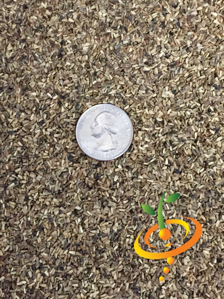 Close-up of Verona Red Chicory seeds with a quarter coin for size comparison