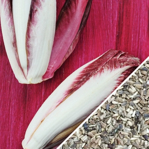 Chicory Verona Red with red and white leaves and seeds on vibrant background