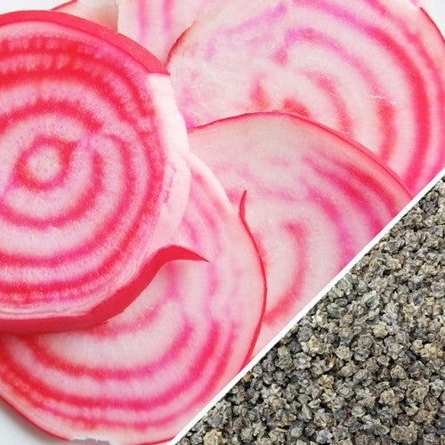 Chioggia beet seeds by SeedsNow, showing vibrant red and white striped Chioggia beet seeds in a clear container.