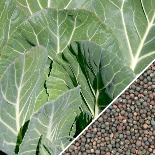 Close-up of Morris Heading collard seeds from SeedsNow, showing small green seed grains on a white background.
