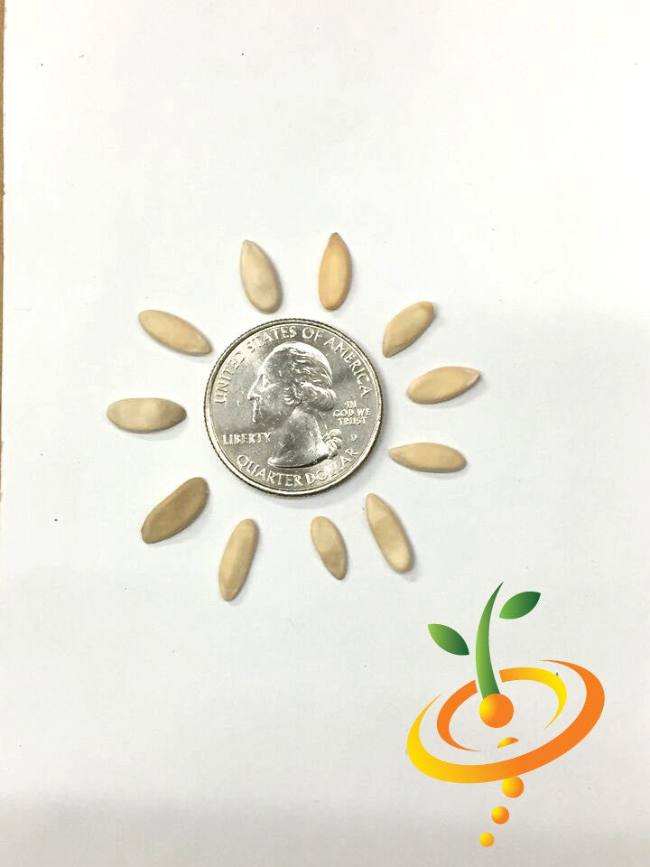 White Armenian cucumber seeds from SeedsNow, featuring elongated, pale green cucumbers with smooth skin and a fresh appearance.