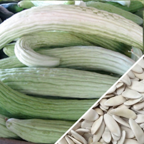White Armenian cucumber seeds, also known as Metki Serpent Melon, by SeedsNow, shown in the image.
