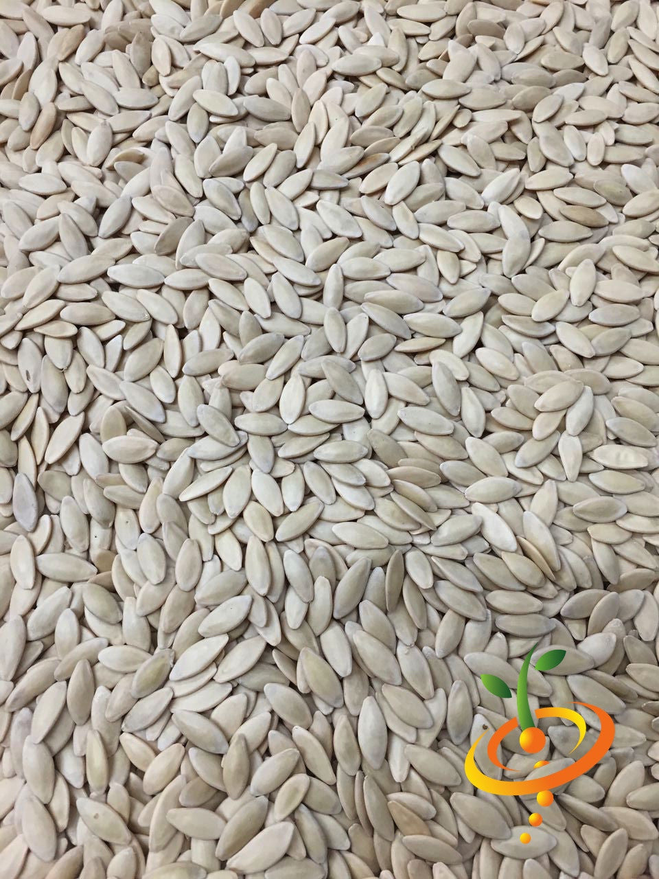 Homemade Pickles cucumber seeds closely packed for planting