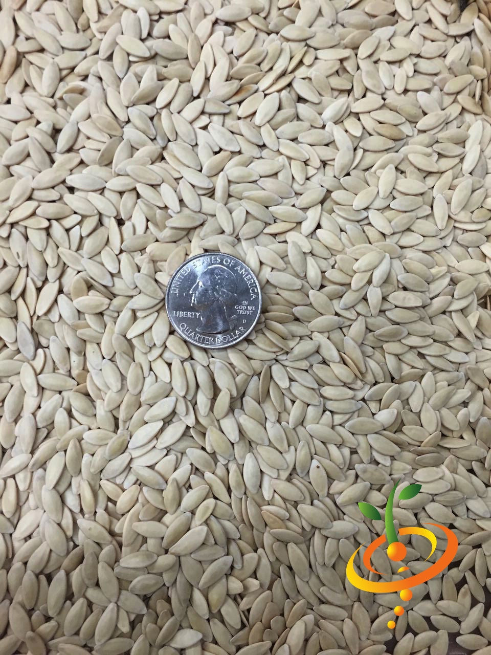 Close-up of Homemade Pickles cucumber seeds with a US quarter for size comparison
