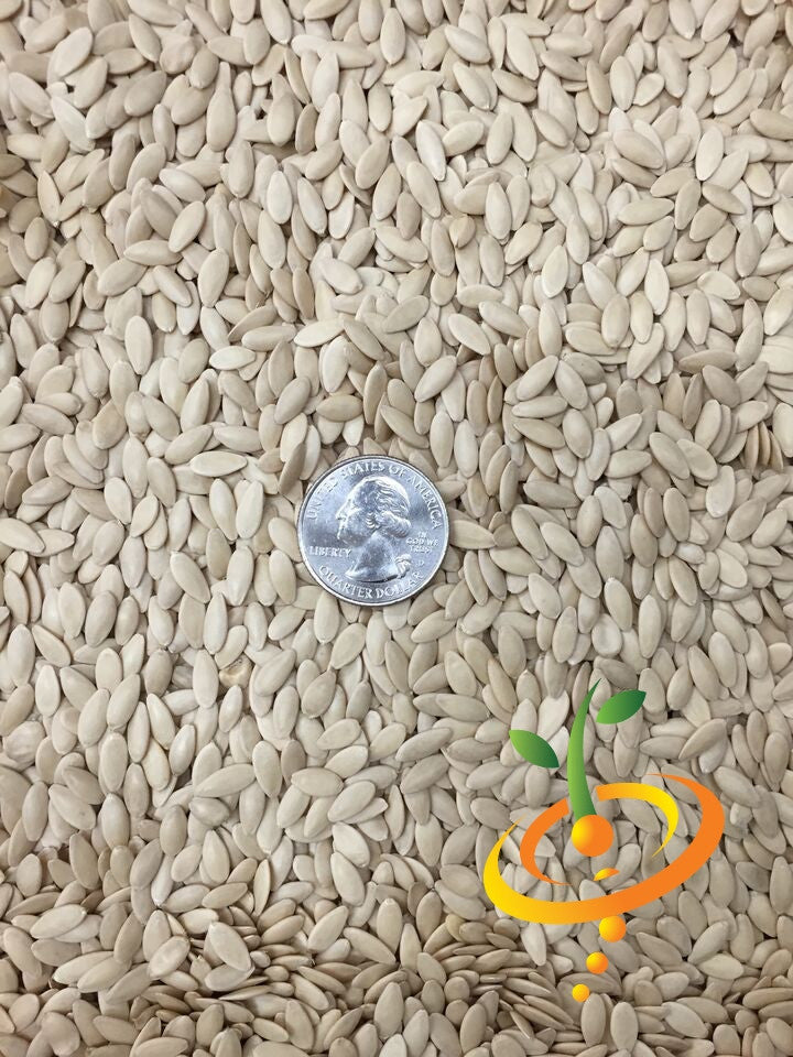 Close-up of lemon cucumber seeds with a US quarter coin for size comparison