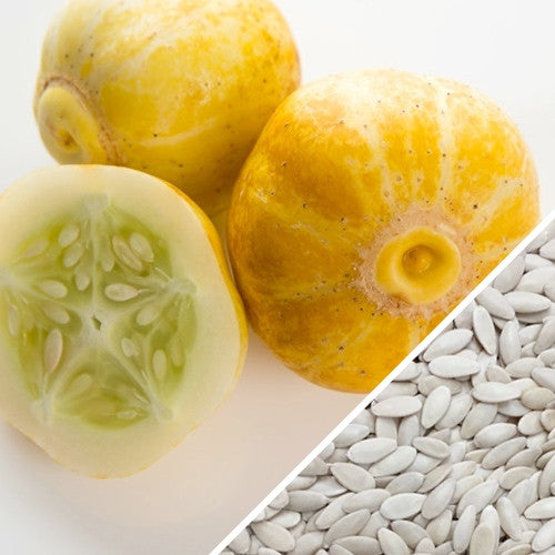 Lemon cucumber whole and sliced with cucumber seeds on white background
