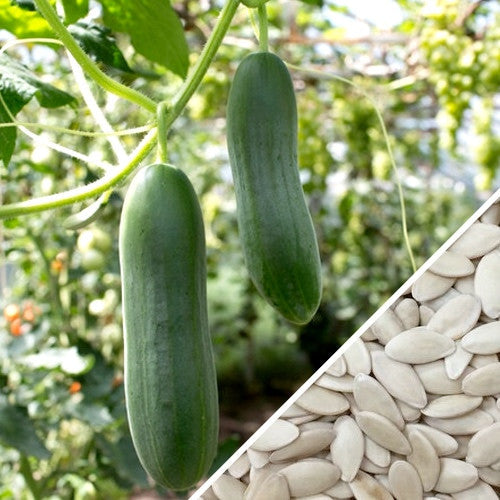 Fresh Marketmore cucumber seeds from SeedsNow, showcasing green cucumber seeds in a natural setting.