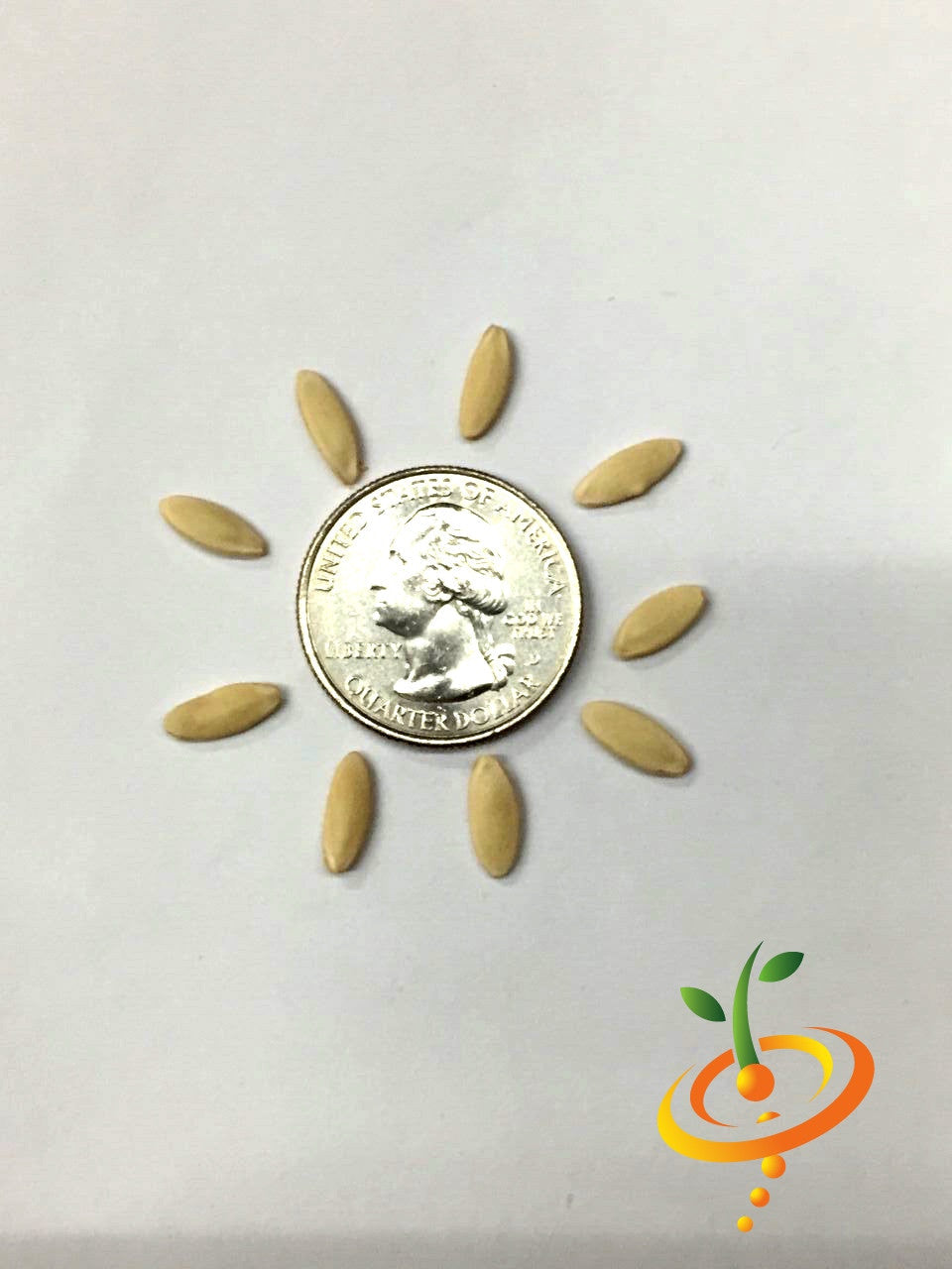 Cucumber - Muncher seeds arranged around a US quarter for size comparison on a white background
