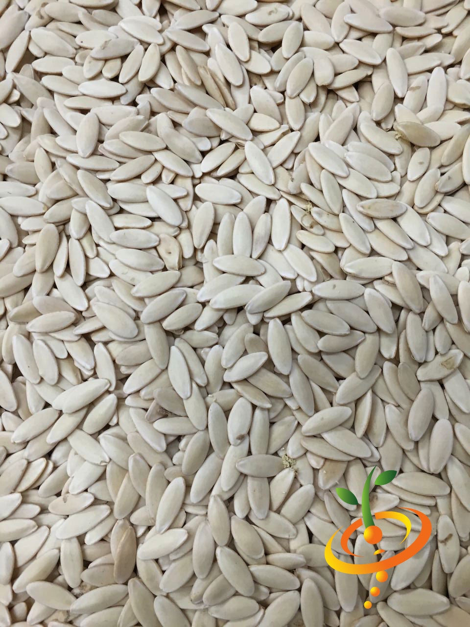 Close-up of Cucumber Muncher seeds scattered with a small logo in the corner