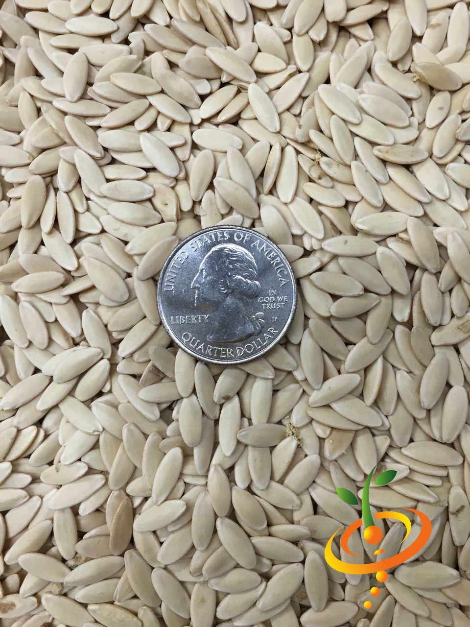 Close-up of Cucumber Muncher seeds with a US quarter for size comparison