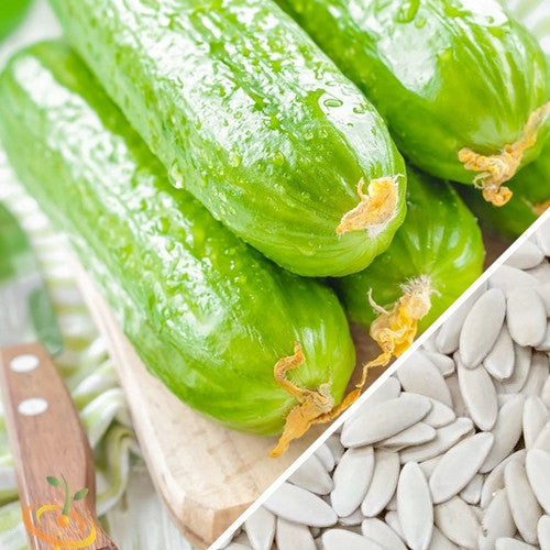 Fresh Muncher cucumbers with cucumber seeds close-up for planting