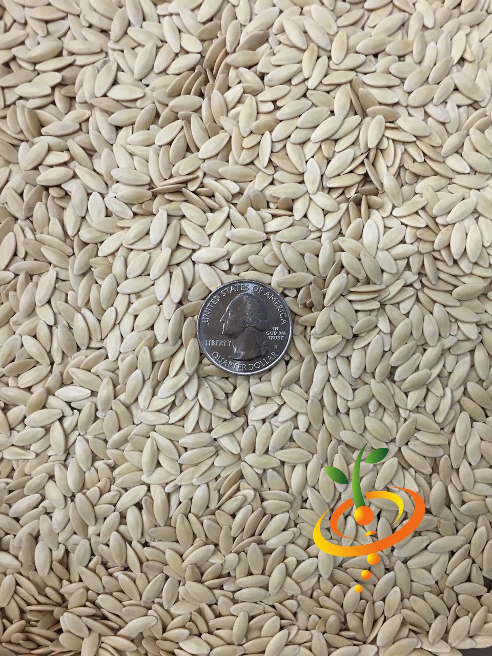 National Pickling cucumber seeds with a quarter for size comparison